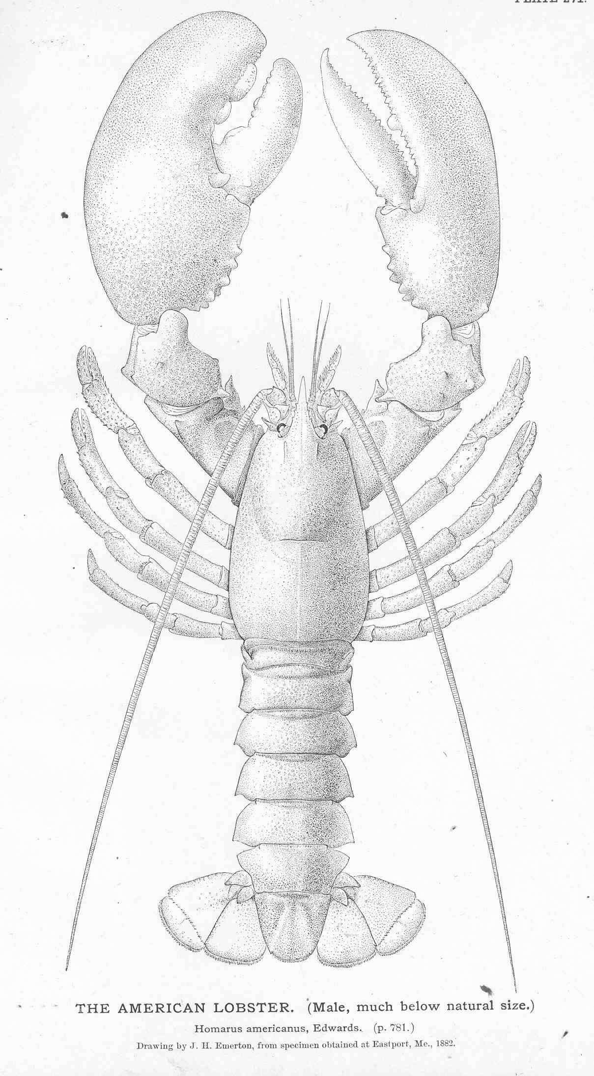 Слика од Nephropoidea Dana 1852