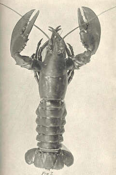 Слика од Homarus Weber 1795