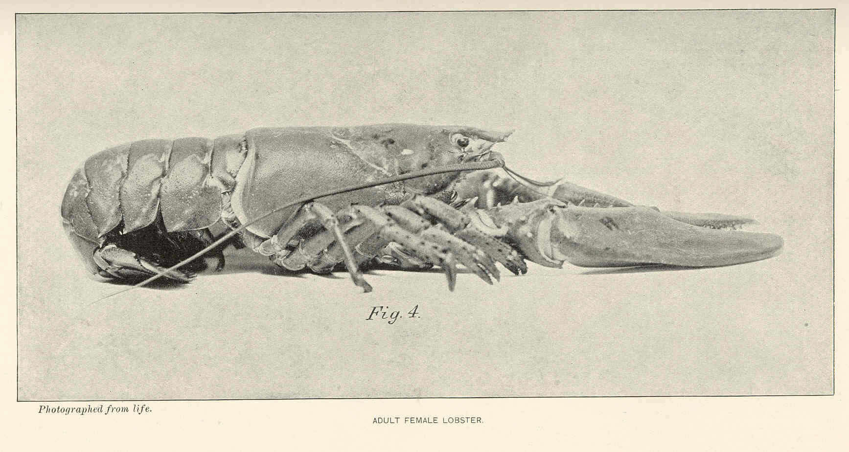 صورة Nephropoidea Dana 1852