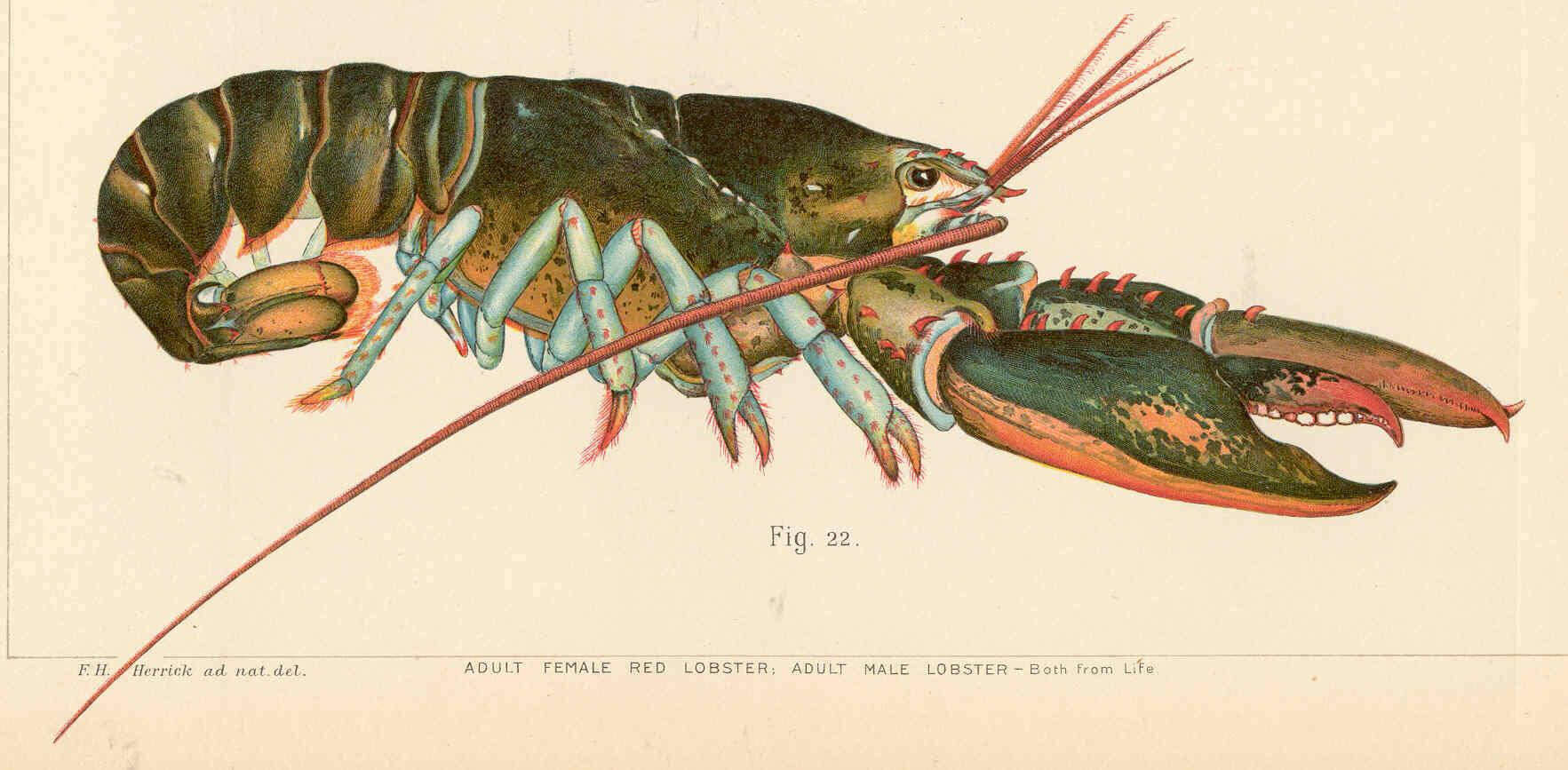 Image of lobster