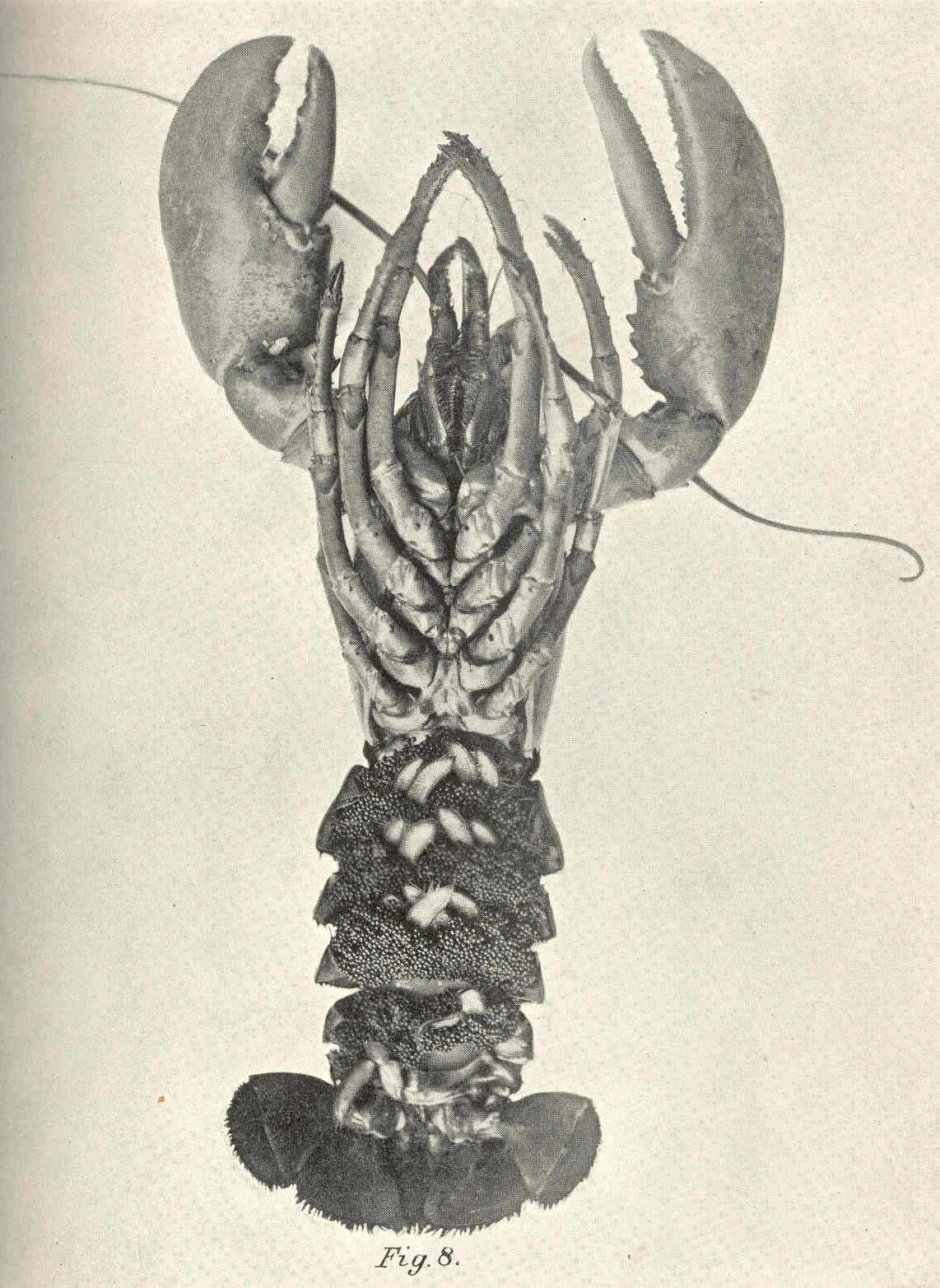 Image of lobster