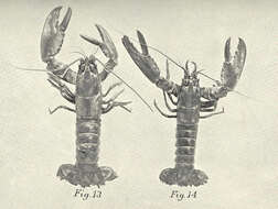 Image of lobster