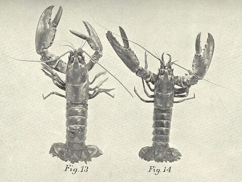 Image of True Lobsters