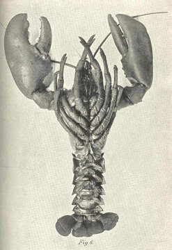 Image of True Lobsters