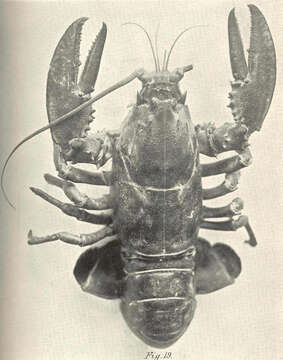 Image of True Lobsters