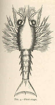 Image of True Lobsters
