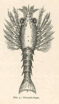 Image of True Lobsters