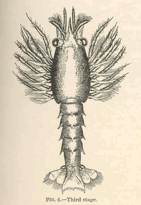 Слика од Nephropoidea Dana 1852