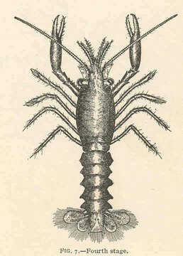 Image of True Lobsters