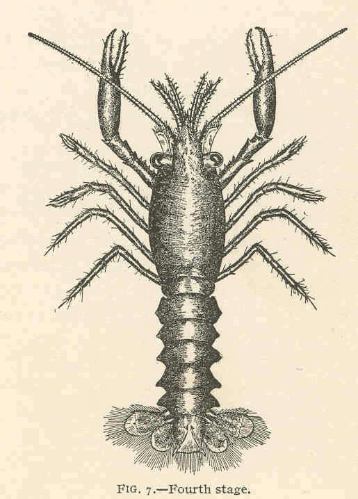 Слика од Nephropoidea Dana 1852