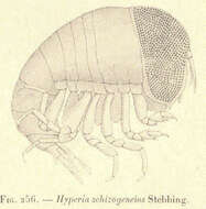 Image of Phronimoidea Rafinesque 1815