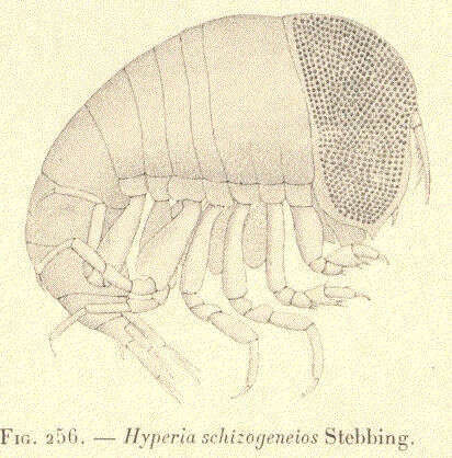 Image of Hyperiidae Dana 1852