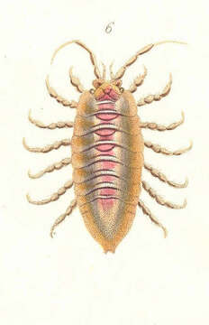 Image of Idoteidae Samouelle 1819