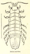 Image of Idoteidae Samouelle 1819