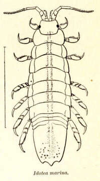 Image of Idoteidae Samouelle 1819