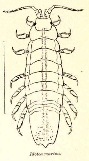 Image of Idoteidae Samouelle 1819