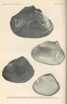 Image of unionid freshwater mussels