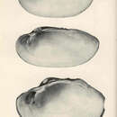 Sivun Lampsilis radiata (Gmelin 1791) kuva