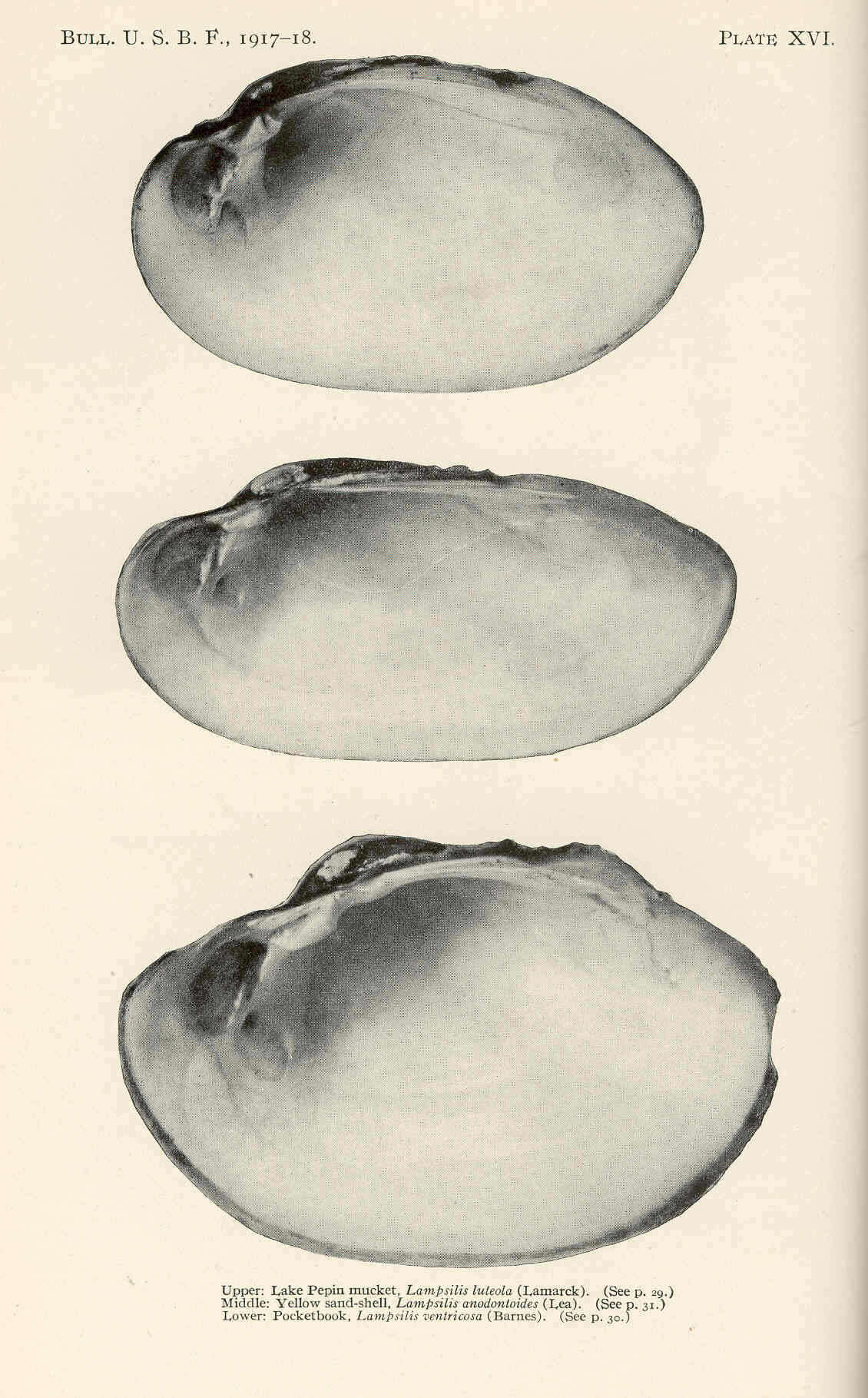 Image of Lampsilis Rafinesque 1820