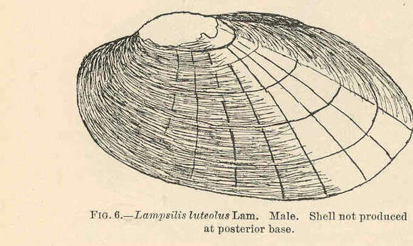 Image of unionid freshwater mussels