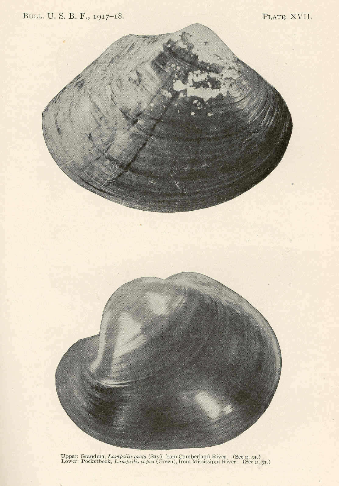 Image de Lampsilis Rafinesque 1820