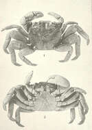 Image of Leptograpsus