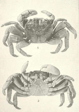 Image of Leptograpsus