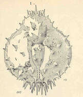 Image de Lithodidae Samouelle 1819