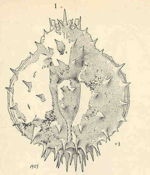 Image of Lithodes Latreille 1806