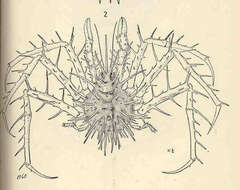 Image de Lithodidae Samouelle 1819