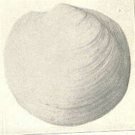 Image of Loripes Poli 1791