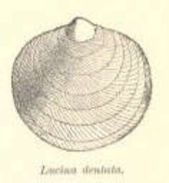 Image de Lucina Bruguière 1797