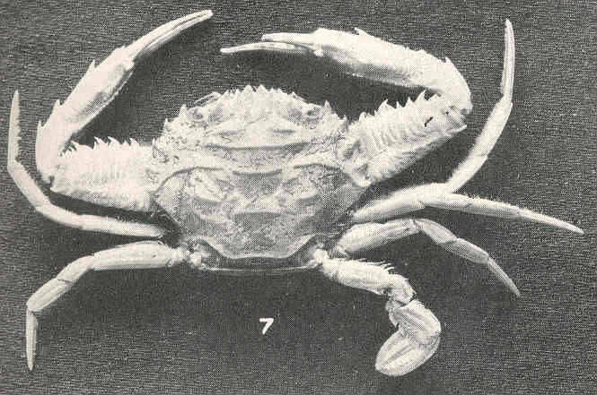 Image of Portunoidea Rafinesque 1815