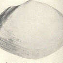 Image of Rexithaerus secta (Conrad 1837)
