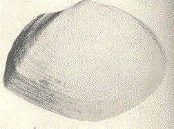 Image de Rexithaerus secta (Conrad 1837)