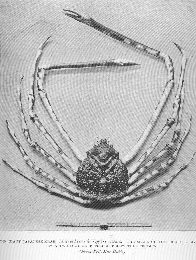 Image of Majoidea Samouelle 1819