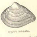 Imagem de Mulinia lateralis (Say 1822)