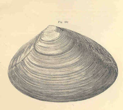 Image de Mactroidea Lamarck 1809