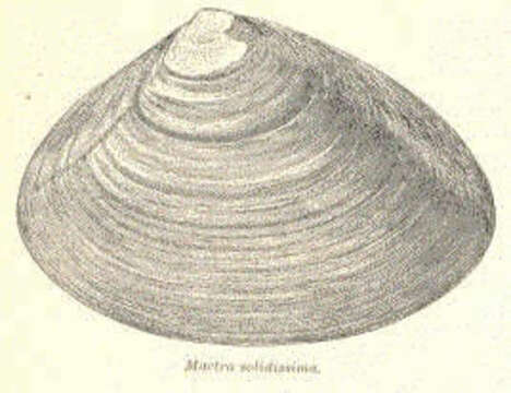 Image of Mactroidea Lamarck 1809