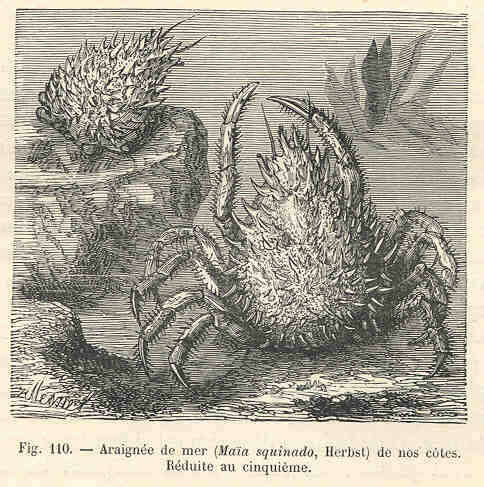 Image de Crustacea Brünnich 1772
