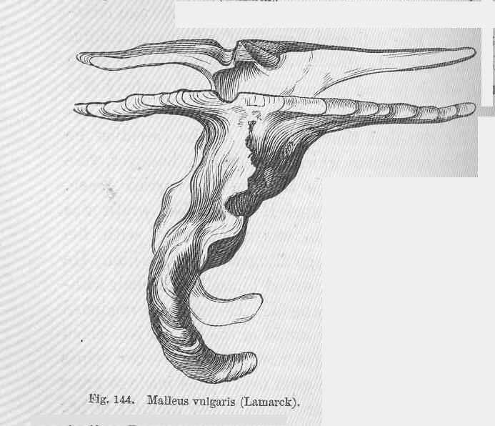 Sivun Malleus Lamarck 1799 kuva