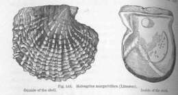 Image of Pterioidea Gray 1847