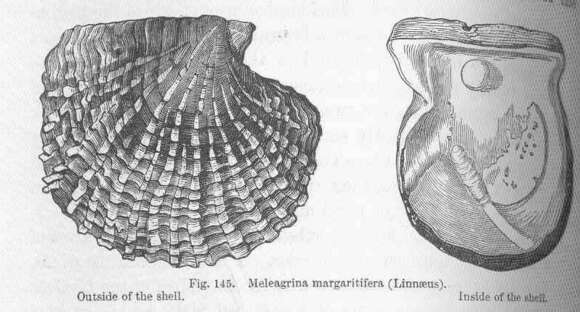 Image of Pterioidea Gray 1847