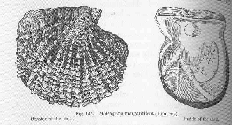 Pterioidea Gray 1847 resmi