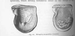 Image of Pterioidea Gray 1847