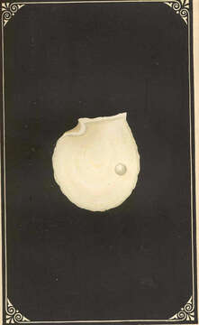 Image of Pterioidea Gray 1847