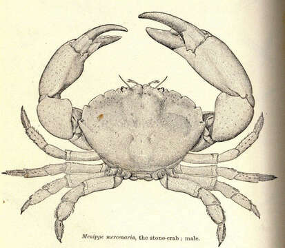 Image of Menippidae Ortmann 1893