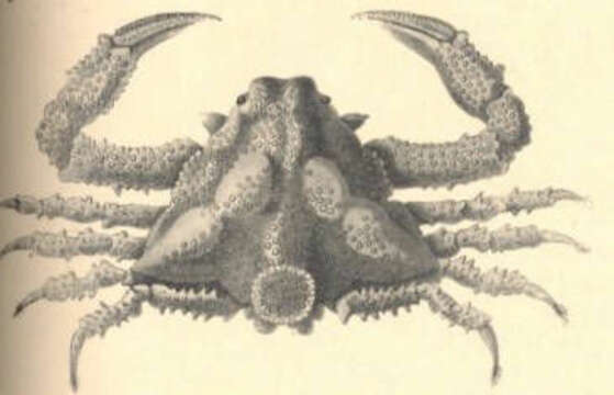 Image of Merocryptus A. Milne-Edwards 1873