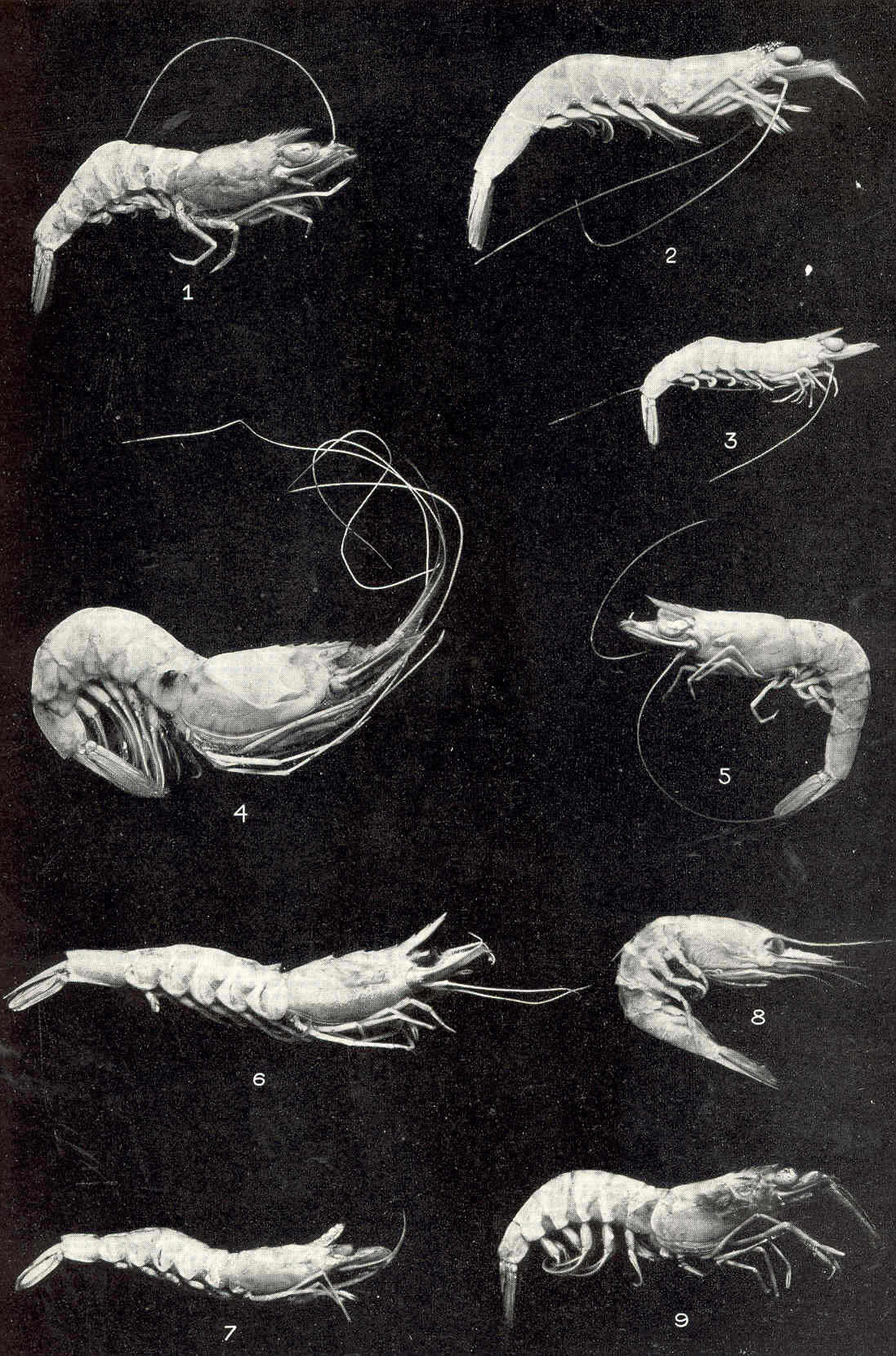 Image of shrimp