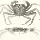 Imagem de Metopaulias depressus Rathbun 1896